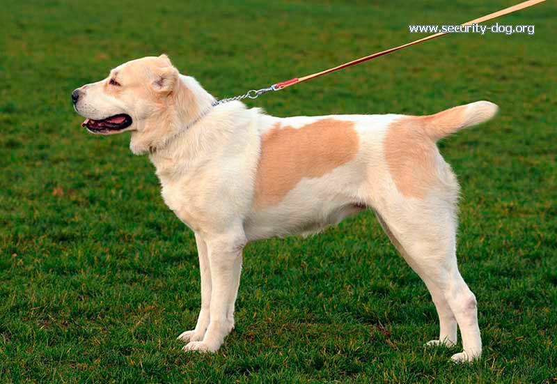 ��������������� �������