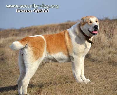 ��������������� �������