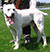 ��������������� �������
