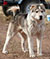 KARION ISTAR GREY