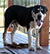 SAMSON OKTOPOD KENNEL