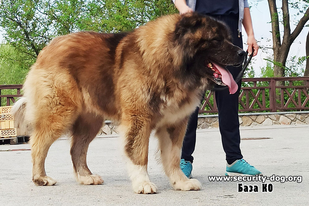 ���������� �������