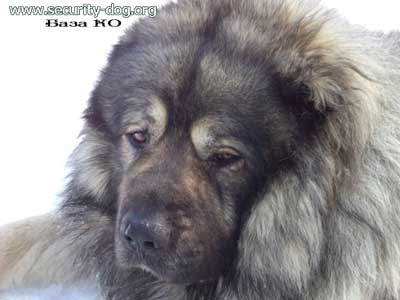���������� �������