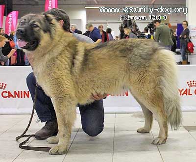���������� �������