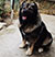 BARNEY BEAR