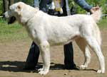 �������� ����������� ����
